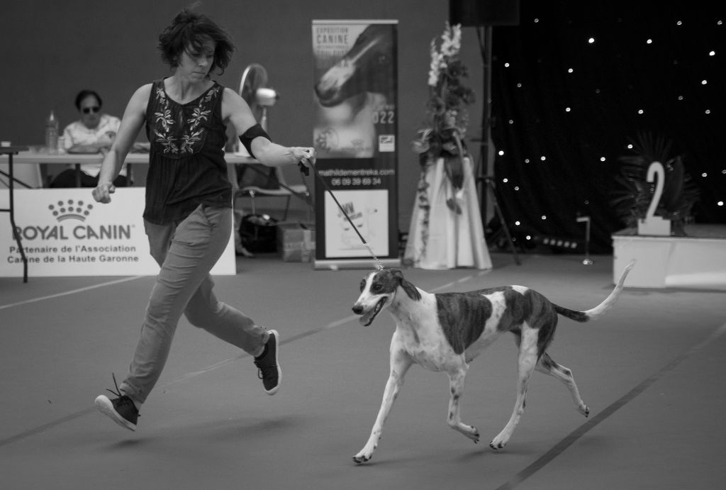 Naïstima - Expositions internationales de Toulouse et Périgeux